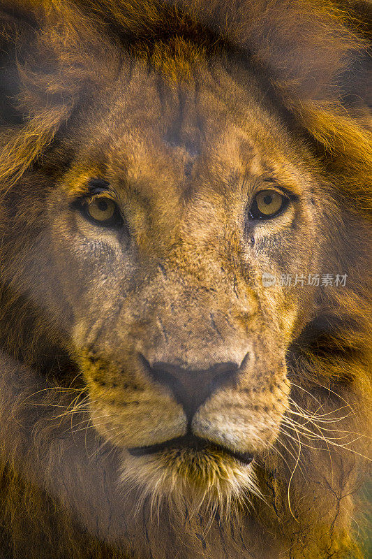 成年狮子的镜头令人印象深刻。参观重要的内罗毕孤儿院，收容未受保护或受伤的动物。肯尼亚