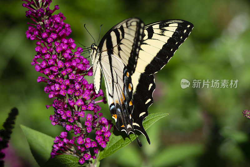 东虎燕尾蝶(雌性)