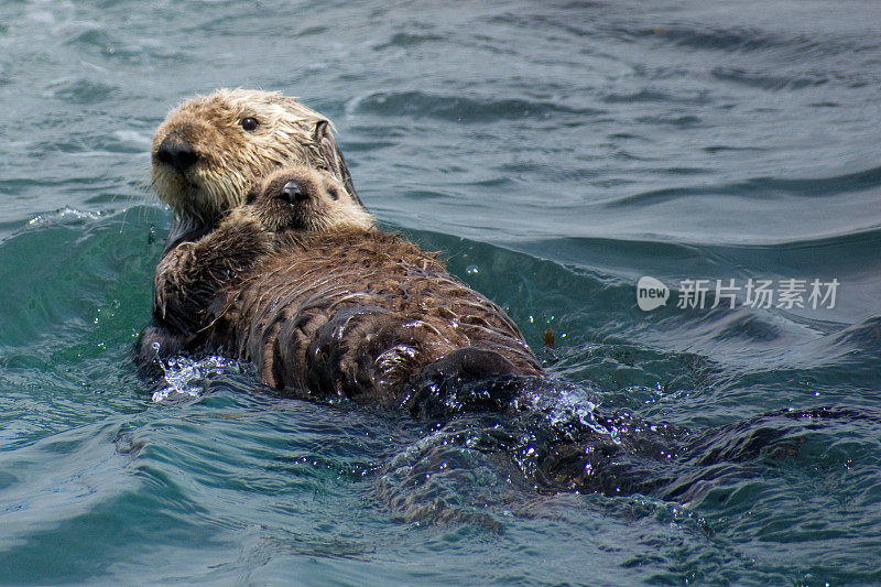 海獭和宝宝