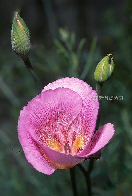 加州红岩峡谷州立公园，碱马里波沙百合，纹状花萼。罕见的。