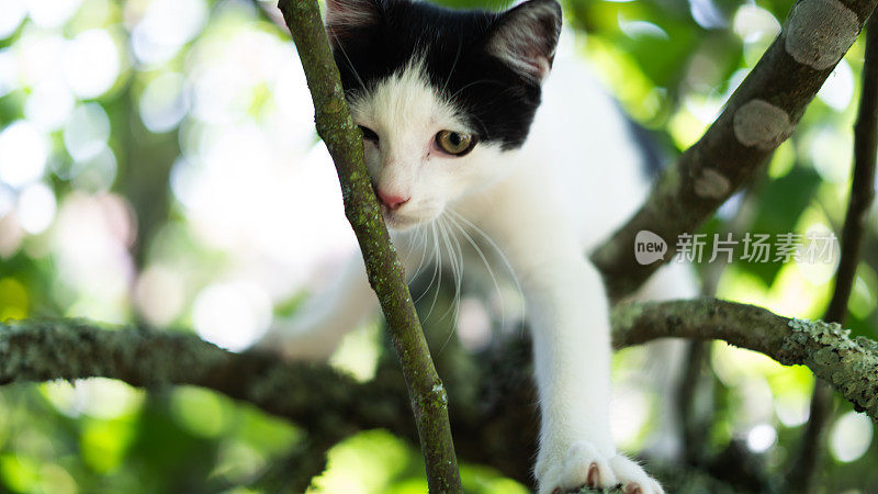 可爱的猫被困在树上等待救援