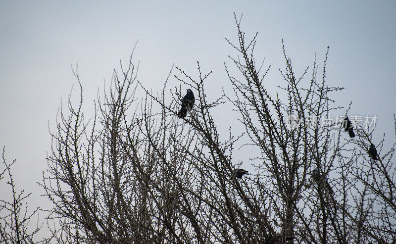冬天，一群乌鸦栖息在树上