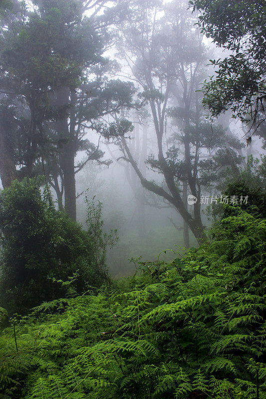 迷雾中隐藏着一片诡异的森林