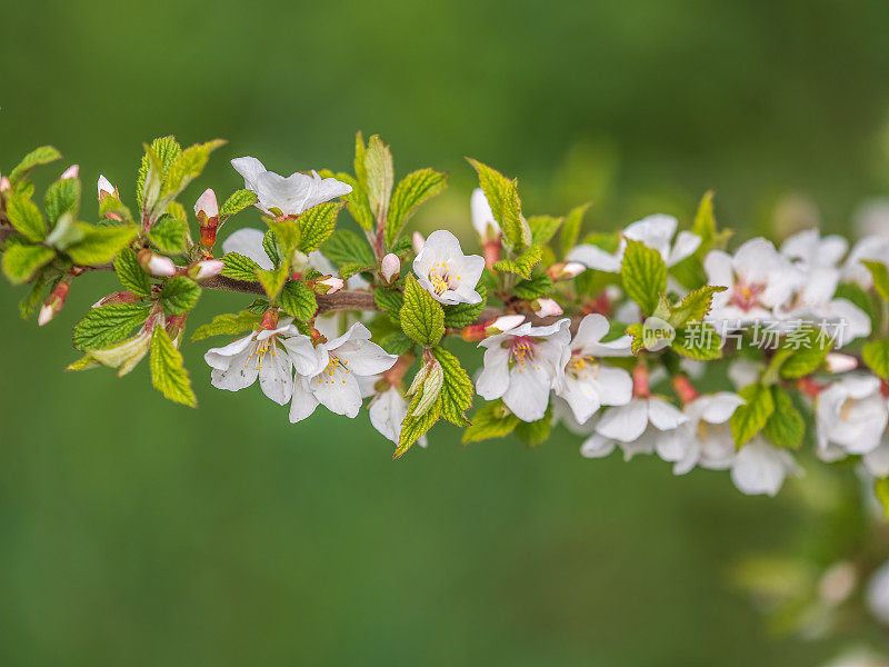 白色的樱花。开着白花的盛开的樱桃树的树枝。