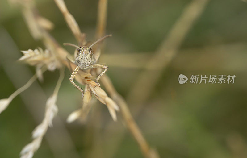 草地上的蚱蜢