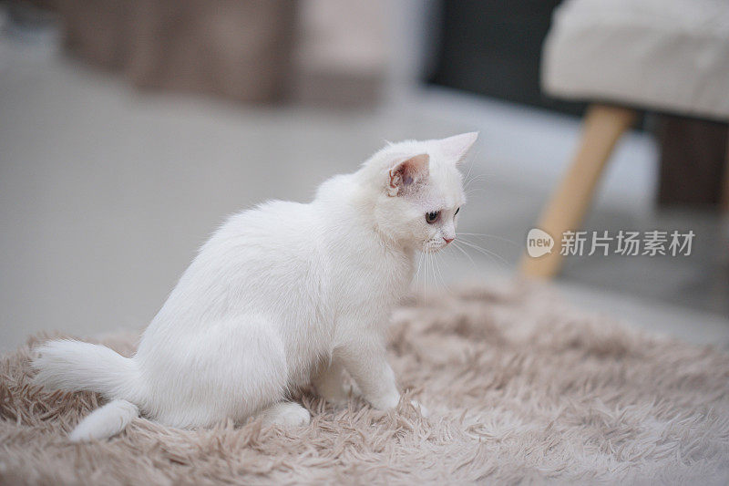偷拍的英国长毛白猫在棕色地毯和部分家具背景的地板上玩耍。