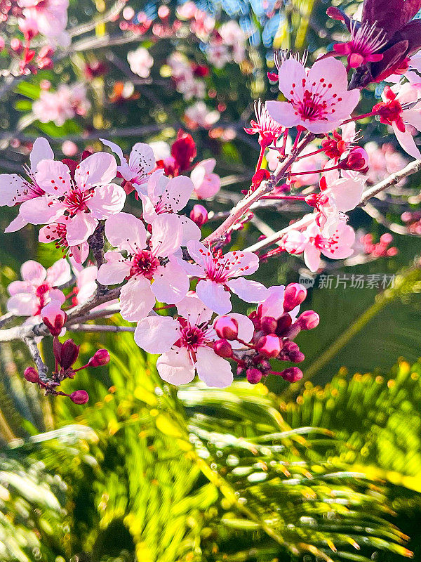 粉红梅花