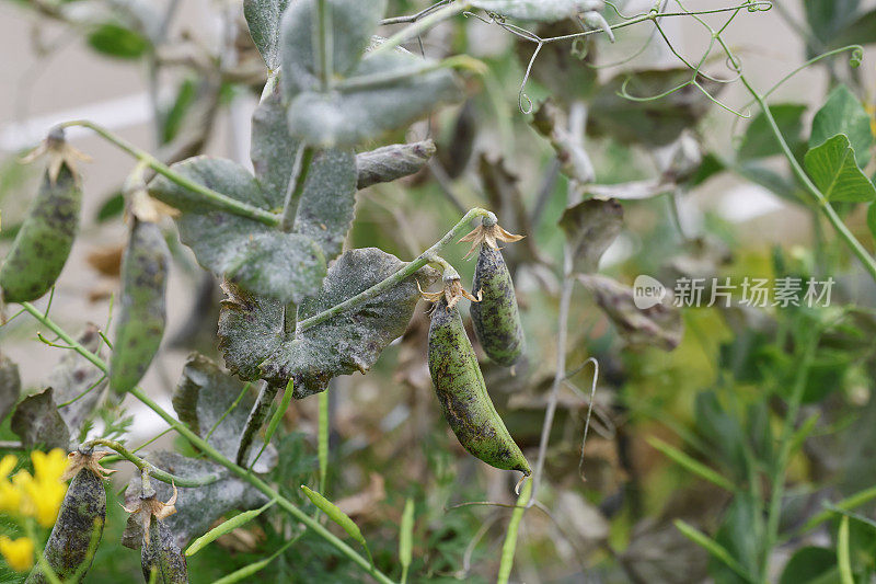 植物病害:豌豆白粉病