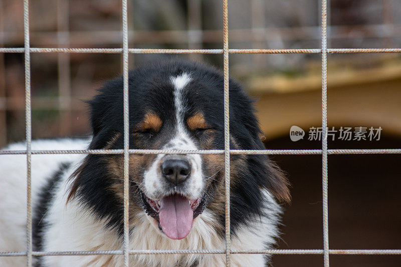 托恩杰克牧羊犬被关在铁网笼子里闭上眼睛