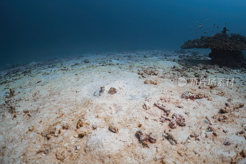 大蓝斑黄貂鱼藏在海底的沙子下，在深海中潜水摄影探索旅行活动水下蓝色背景景观在安达曼海，泰国