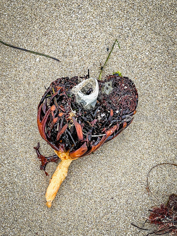 在加州拉古纳海滩的潮汐池中，呈心形的海洋植物