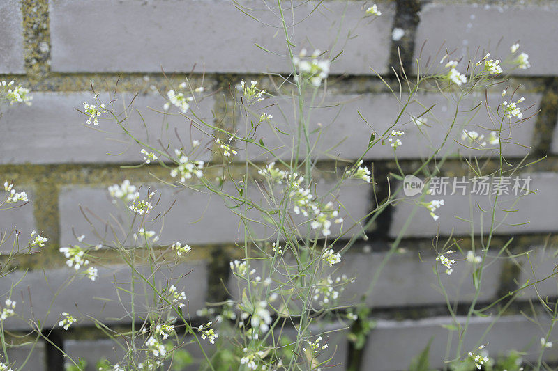 芥蓝(拟南芥)