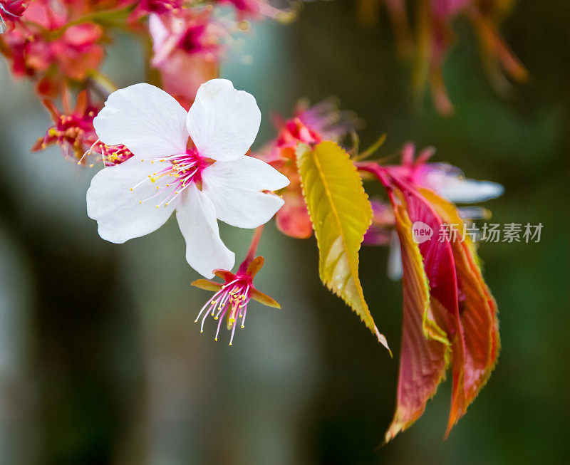 樱花特写