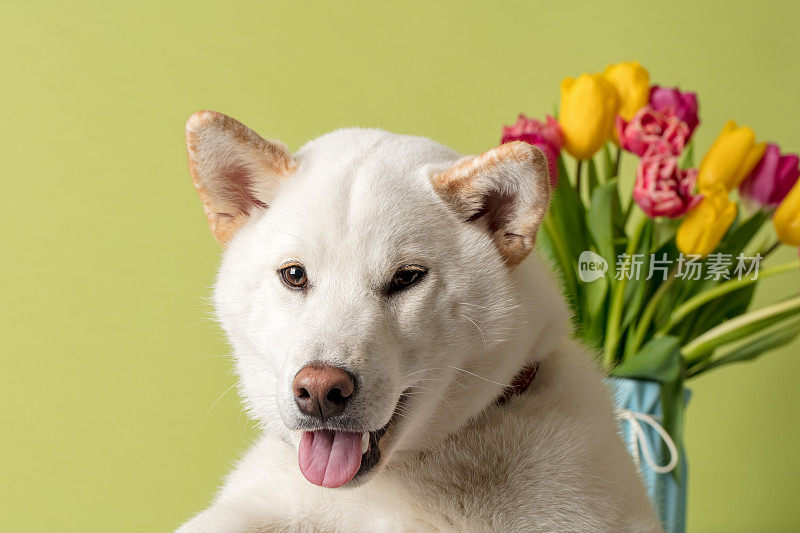 带着花的柴犬