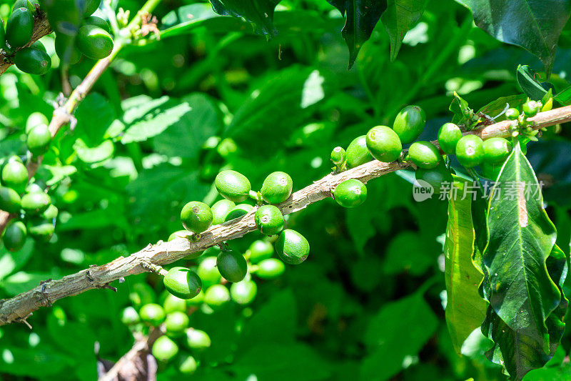 哥伦比亚安蒂奥基亚，杰里科，Jericó，咖啡树枝上的新鲜绿咖啡豆