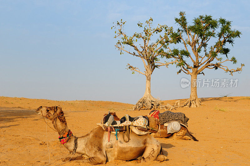 骆驼旅行