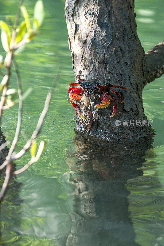 一只螃蟹坐在红树林沼泽的树枝上