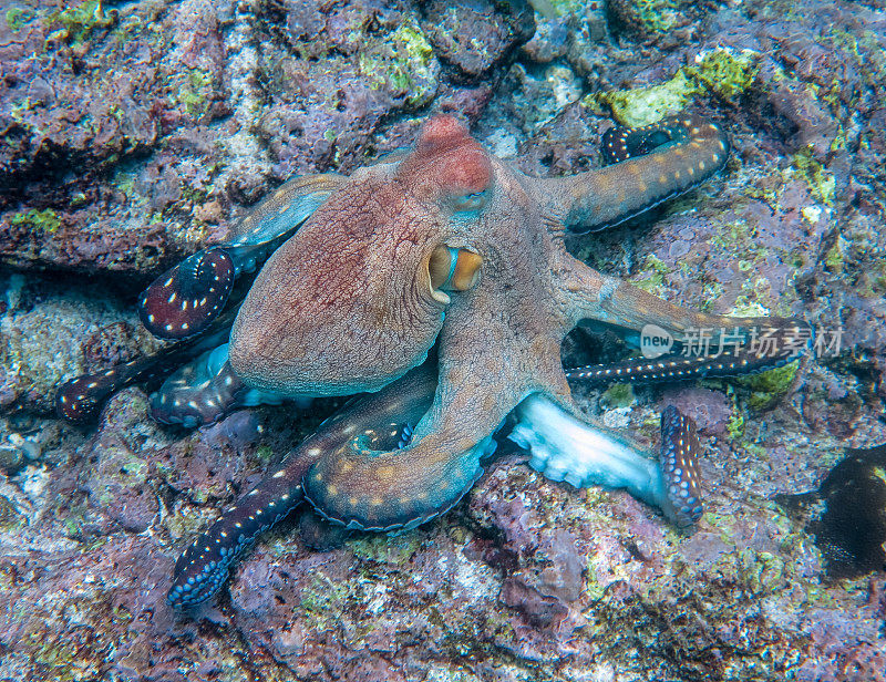 暗礁章鱼(蓝藻章鱼)水下移动头足类无脊椎动物的触手