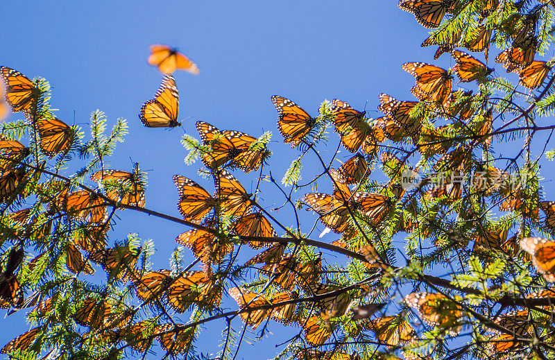黑脉金斑蝶在树枝上在蓝色的天空背景，墨西哥