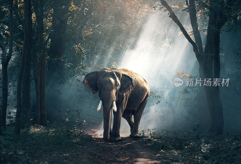 森林里的大象