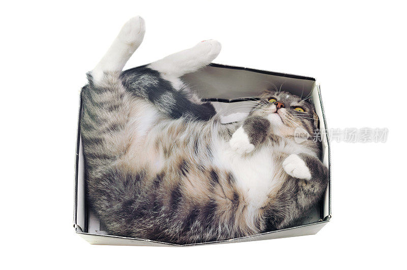 猫躺在盒子里，白色的背景