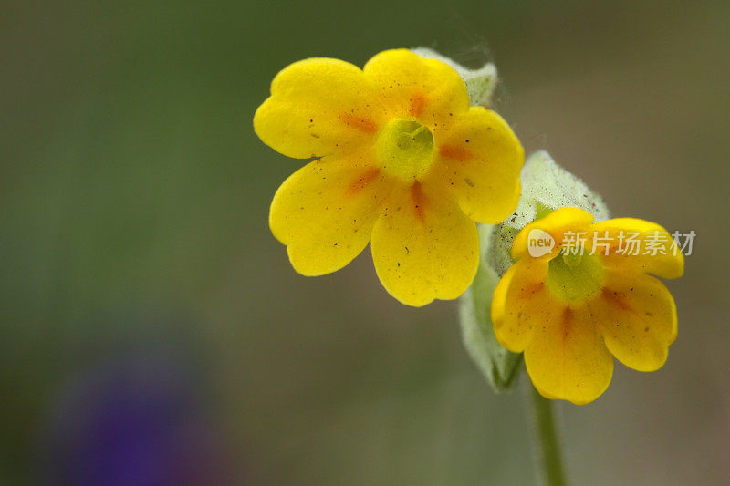 萱草(报春花)