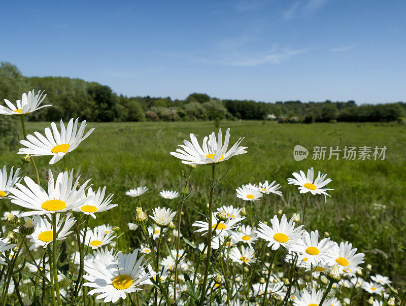 圣奥拉夫的雏菊和浇灌草地