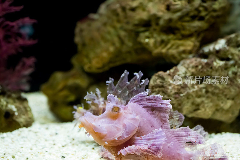 水族馆狮子鱼