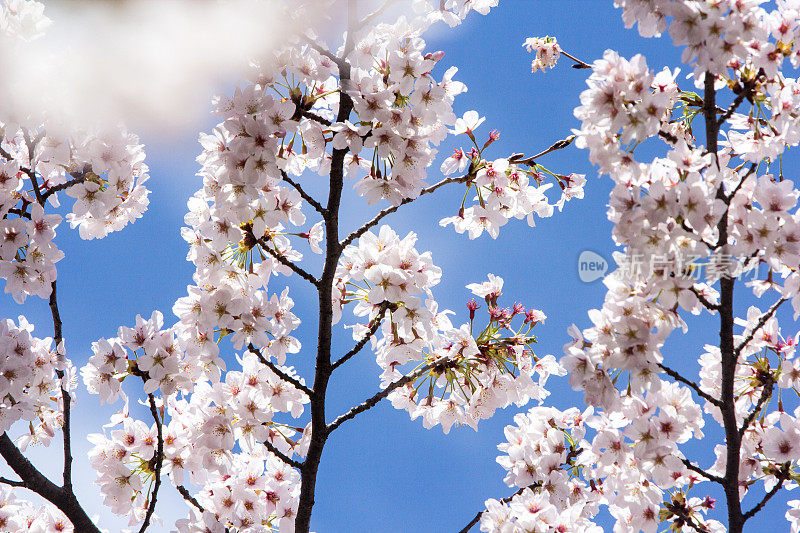 日本京都的樱花