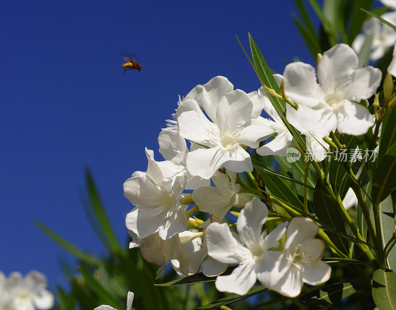 白夹竹桃与蜜蜂