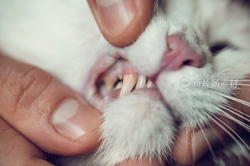 猫的牙齿在牙科检查的近照。