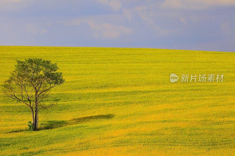 巴西南部，孤独的树木和乡村pampa草地