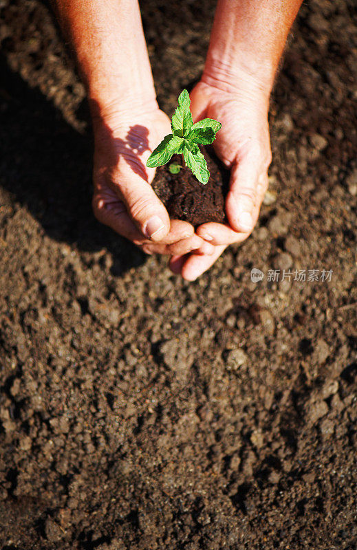 手握新植物准备种植