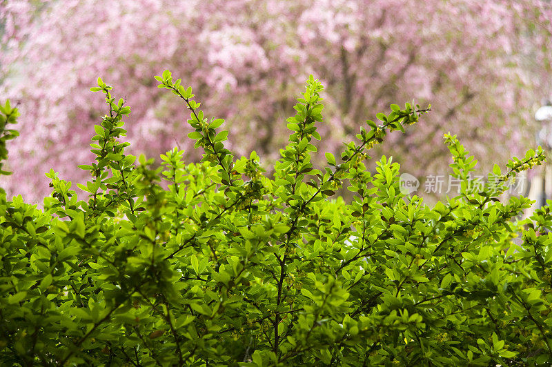 春天开花的灌木