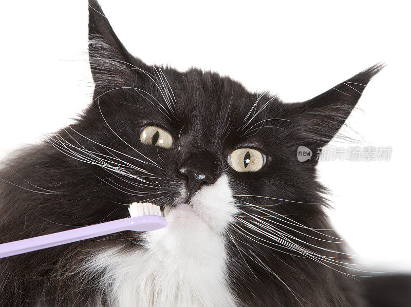 缅因猫在舔牙刷