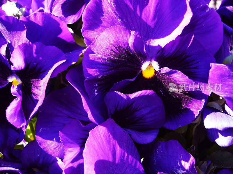 可爱的三色紫罗兰