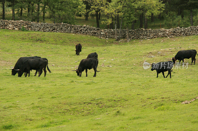 黑色公牛和母牛