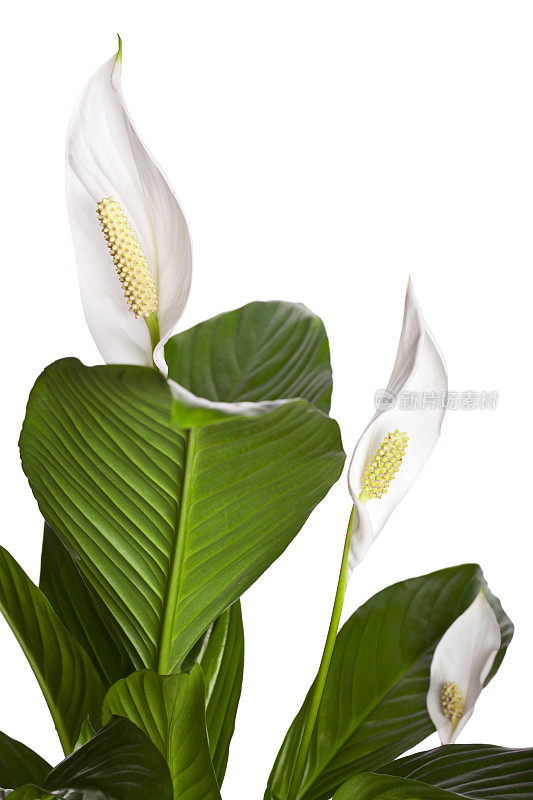 和平百合(Spathiphyllum)的花和叶