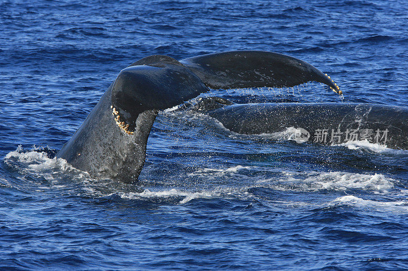 毛伊岛的座头鲸