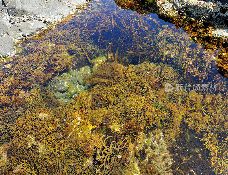 海藻，布鲁尼岛，塔斯马尼亚，
