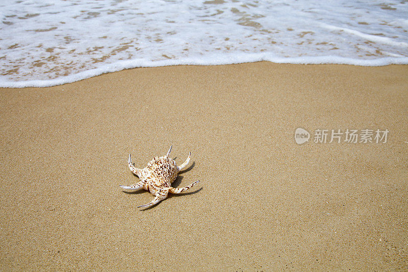 海滩上的贝壳