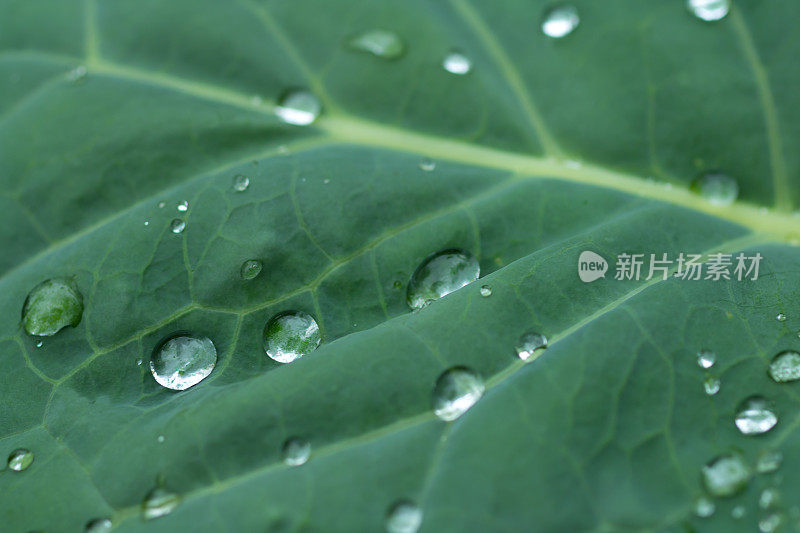 雨滴落在甘蓝菜的叶子上