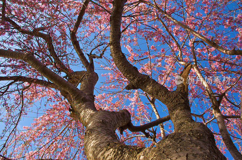 盛开的樱桃树-下图