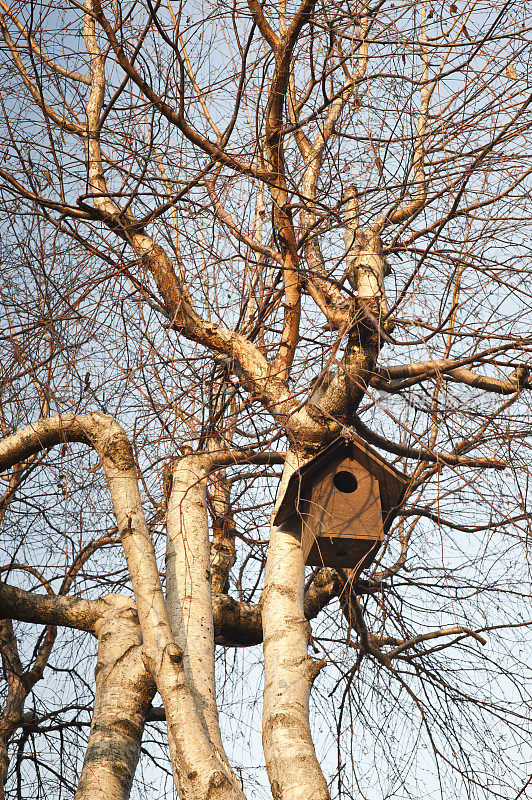 冬天日落时在一棵光秃秃的树上的木鸟屋