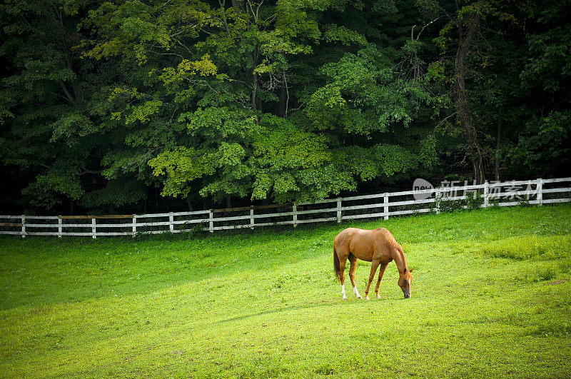 在有白色篱笆的牧场上吃草的浅棕色马