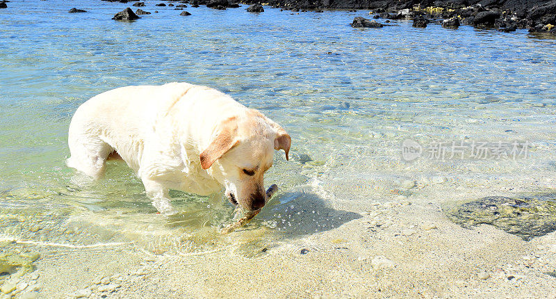 拉布拉多寻回犬