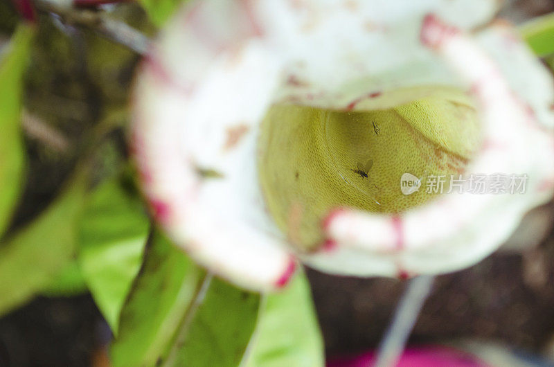 猪笼草内的昆虫，复制空间