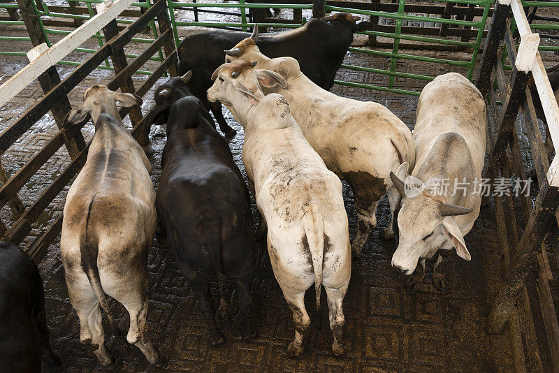 牲畜拍卖时圈养的牛