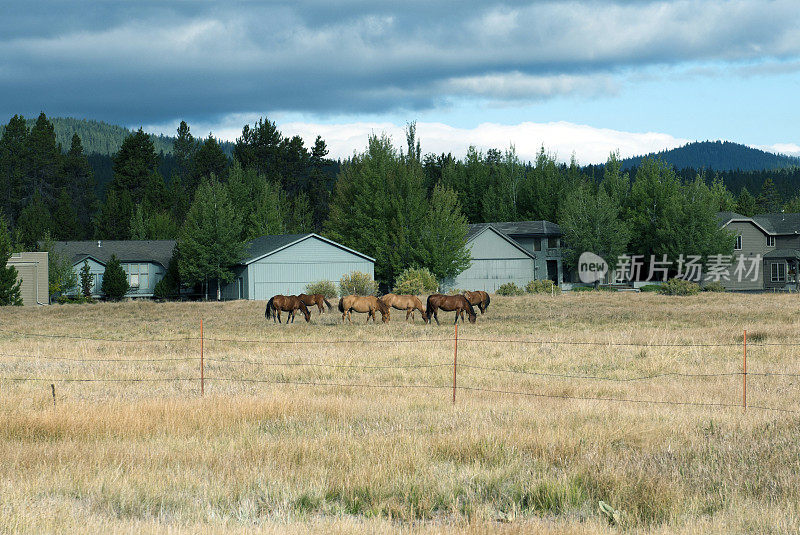 俄勒冈州中部，房屋附近草原上的马