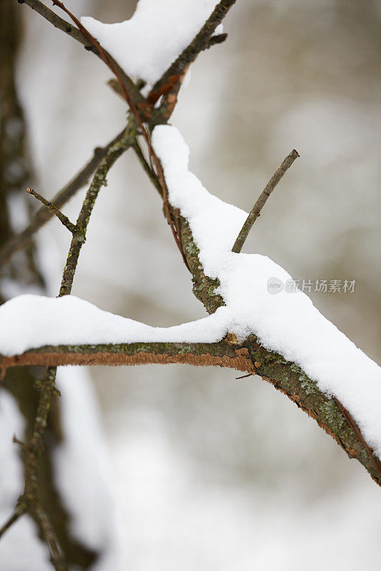 冬天被雪覆盖的景观特写